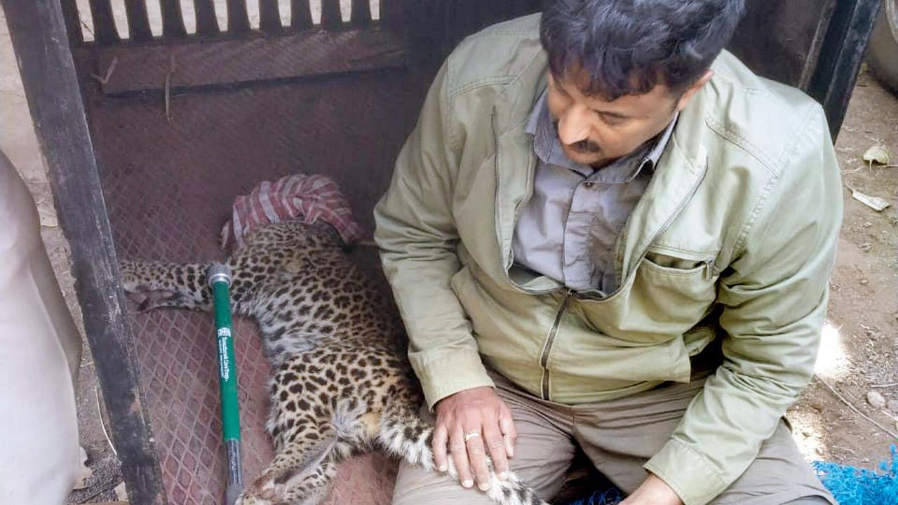 Leopard cub gets caught in iron trap set by poachers