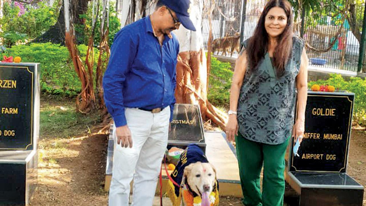 Customs’s veteran sniffer gets final a-paws