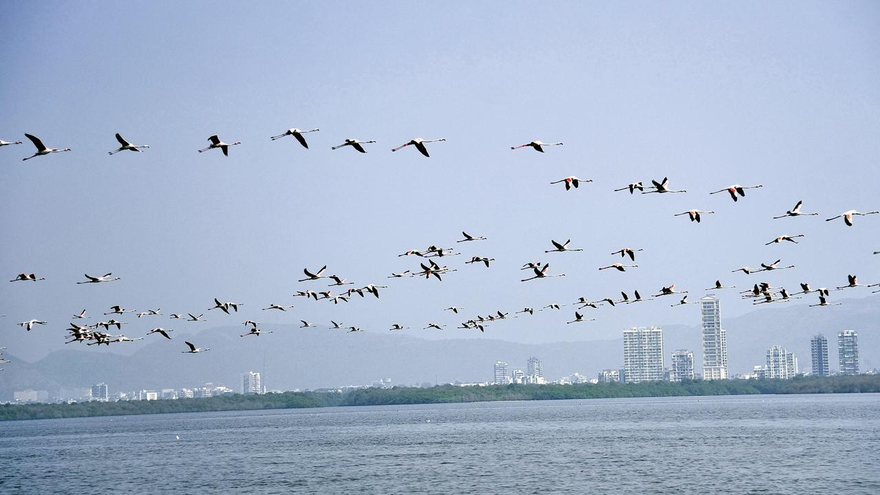 Maharashtra govt seeks Ramsar site status for Thane creek