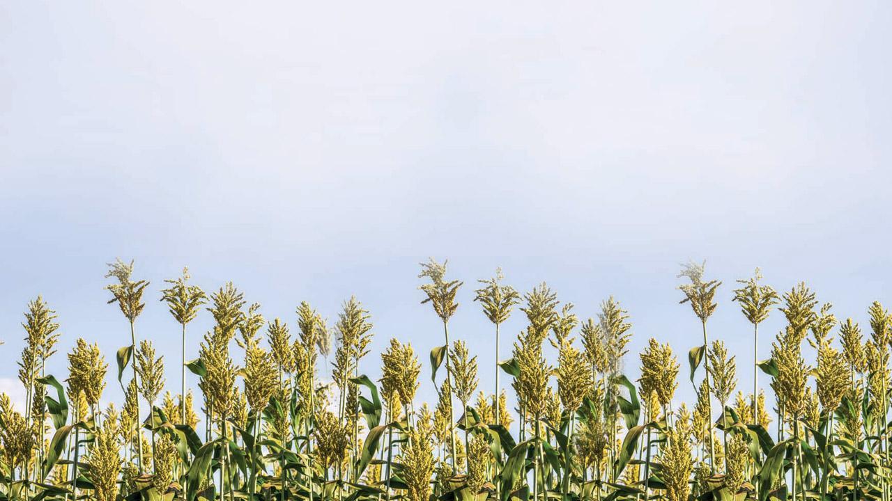 Visit this Shillim farm to experience a hurda party this weekend 