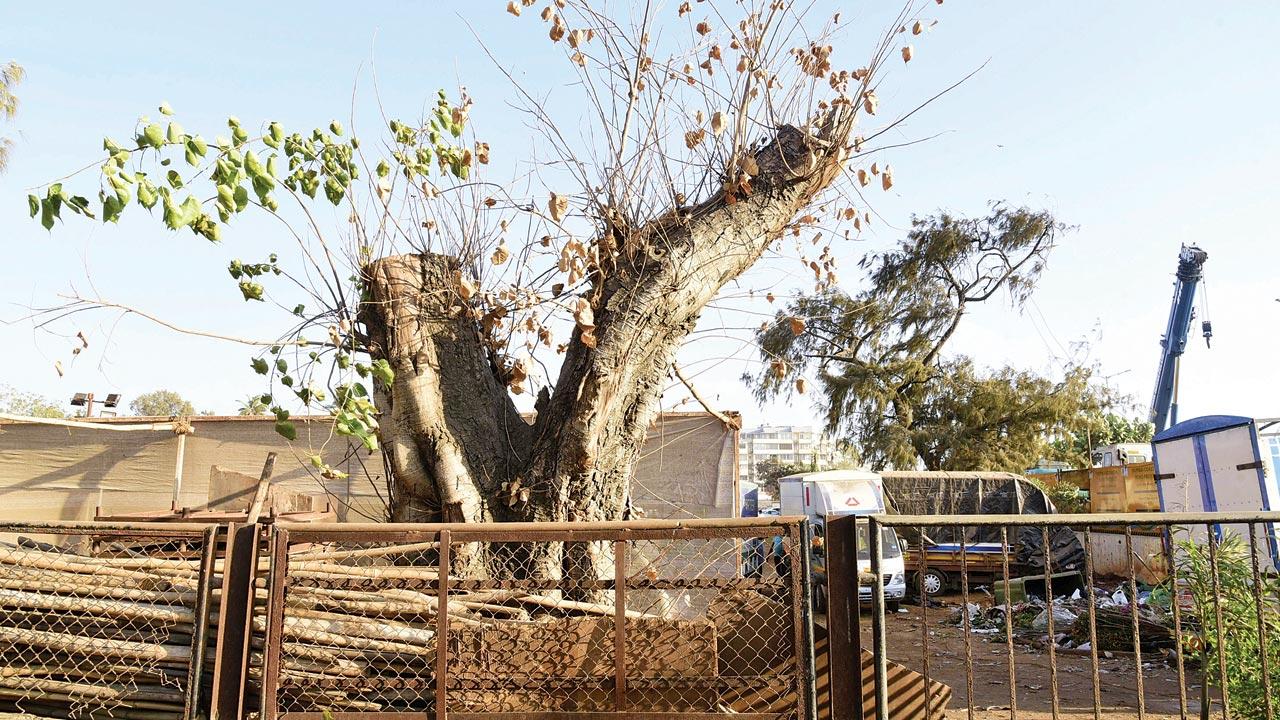 An old tree that has been truncated, inside the club’s campus, on Monday. Pics/Suresh Karkera
