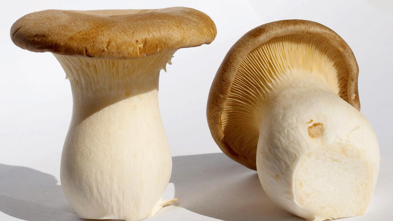 Much ado about mushrooms