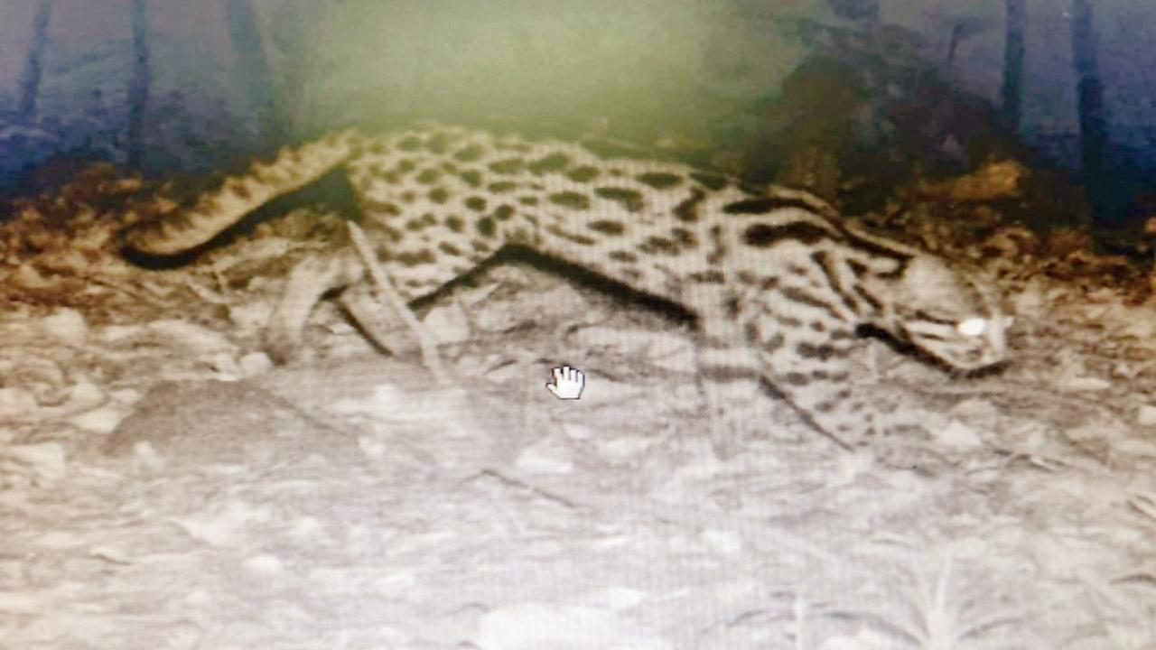 Rare leopard cat spotted on camera in Kolhapur’s Radhanagri sanctuary