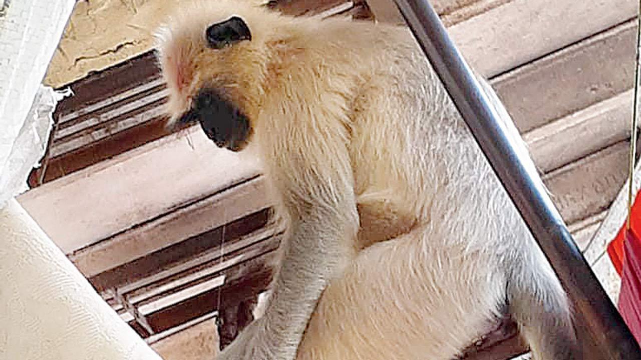 Mumbai: Malad woman feeds biscuit to monkey, it rips her mouth apart