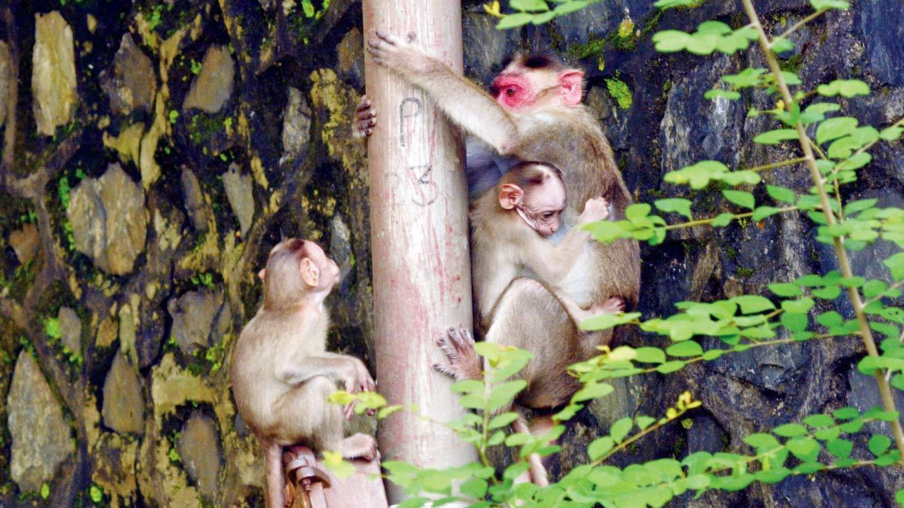 ‘Need strategy to curb man-monkey conflicts’