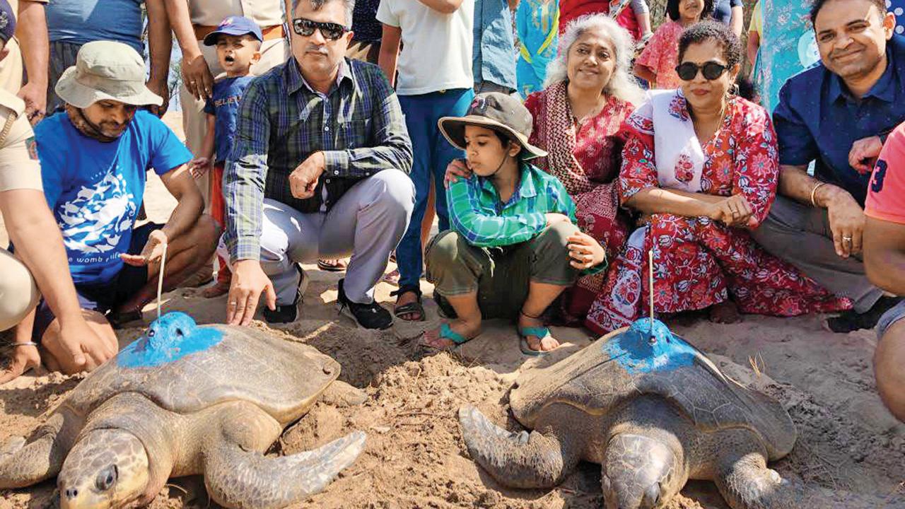 Officials with the two tagged Olive Ridley turtles at Guhagar beach, Ratnagiri