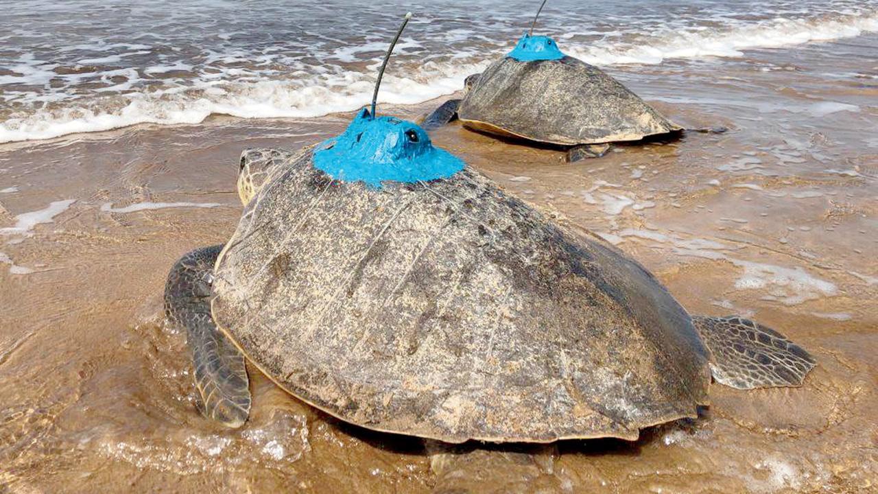 Three more Olive Ridley turtles tagged in 2 days