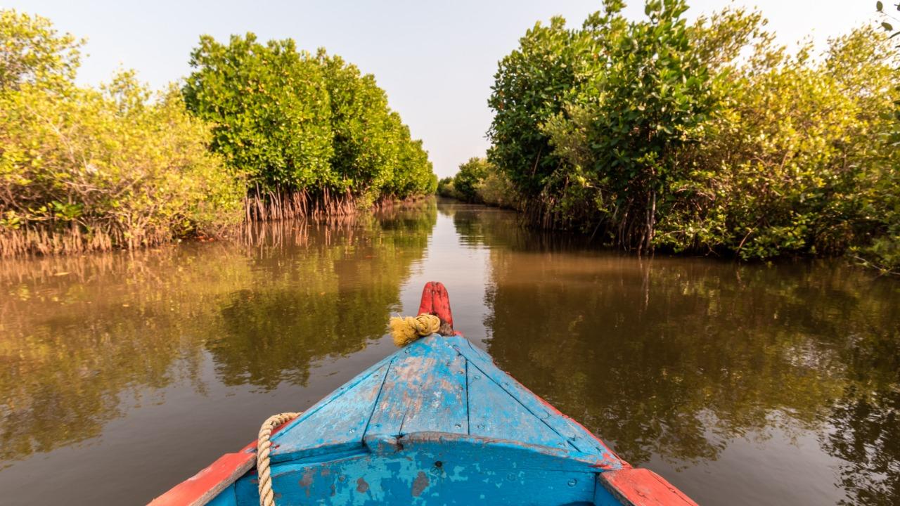 World Wetlands Day is celebrated every year on February 2 to raise awareness about the need for the unique ecosystem. It is also celebrated as the anniversary of the Convention on Wetlands, which was adopted as an international treaty in 1971, according to the World Wetlands Day website. The theme for 2022 is ‘Wetlands Action for People and Nature’, which is a call to invest financial, political and human capital to save the wetlands from disappearing and help restore those that have been degraded. Pictured here is the Pichavaram mangrove forests in Chidambaram, Tamil Nadu, which is a Ramsar site. Photo: istock