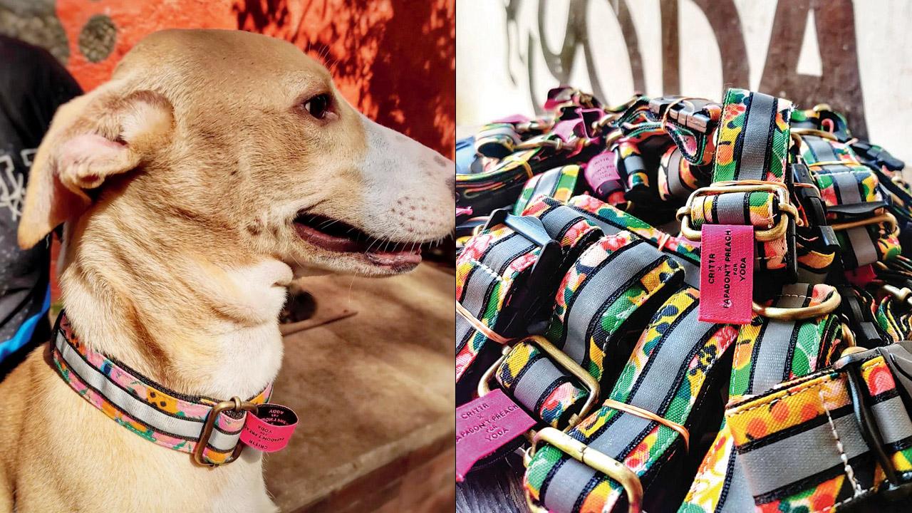 A stray dog sports the collar; collars by Papa Don’t Preach