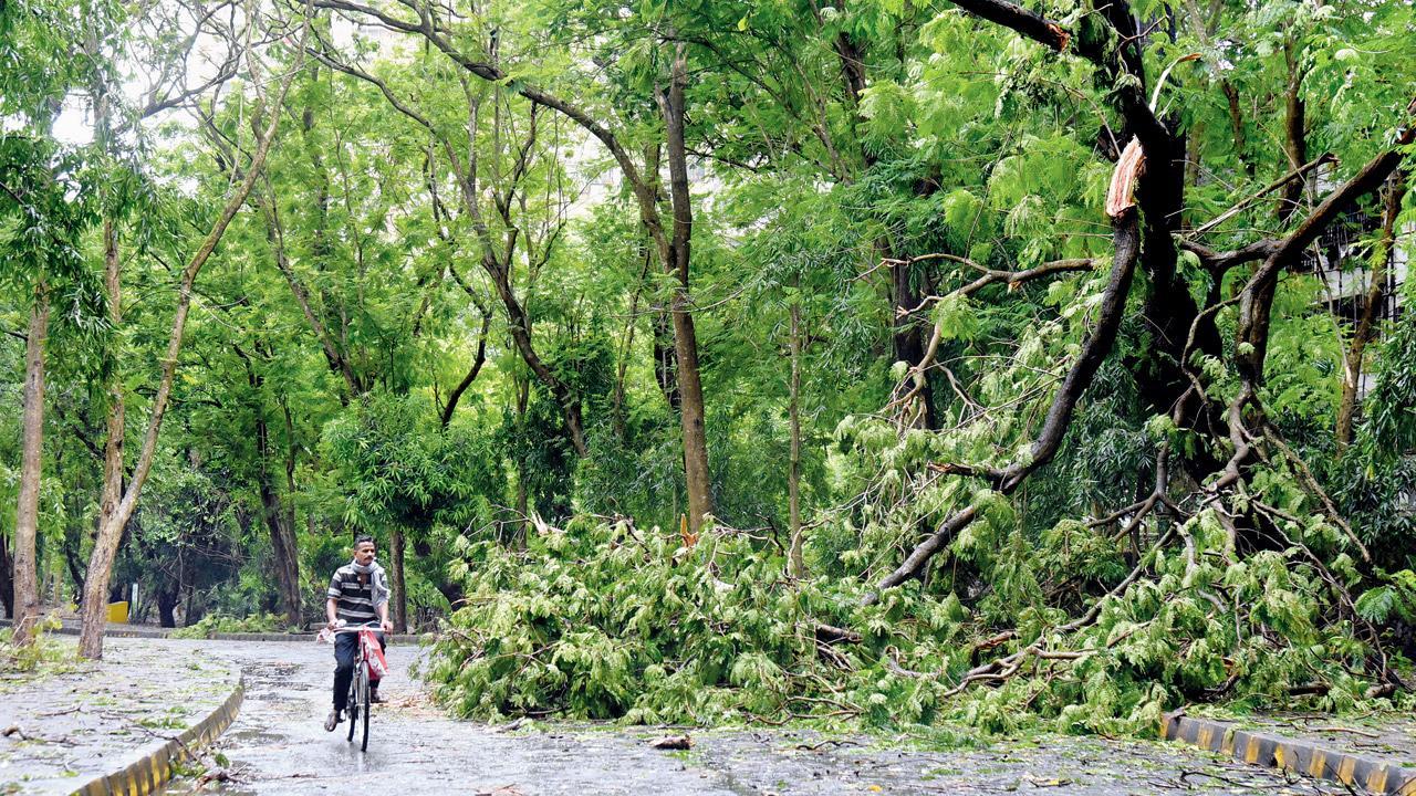 Maharashtra tree authority axes 12 proposals; lays down SOPs