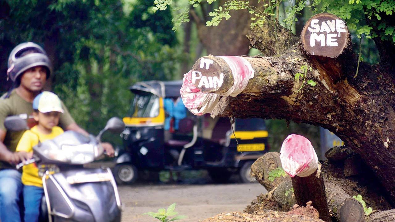 Mumbai: NGO claims car shed being moved back to Aarey