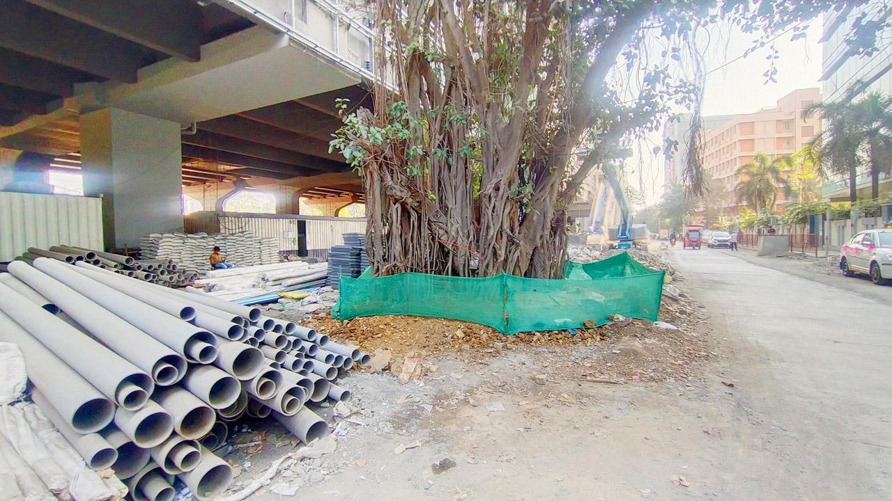 Mid-day impact: Heritage tree allowed to breathe freely