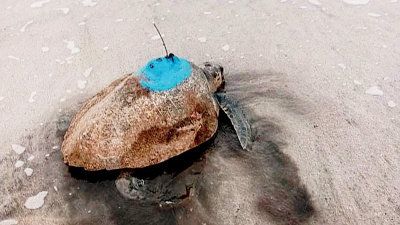 Inside the secret lives of olive ridley turtles