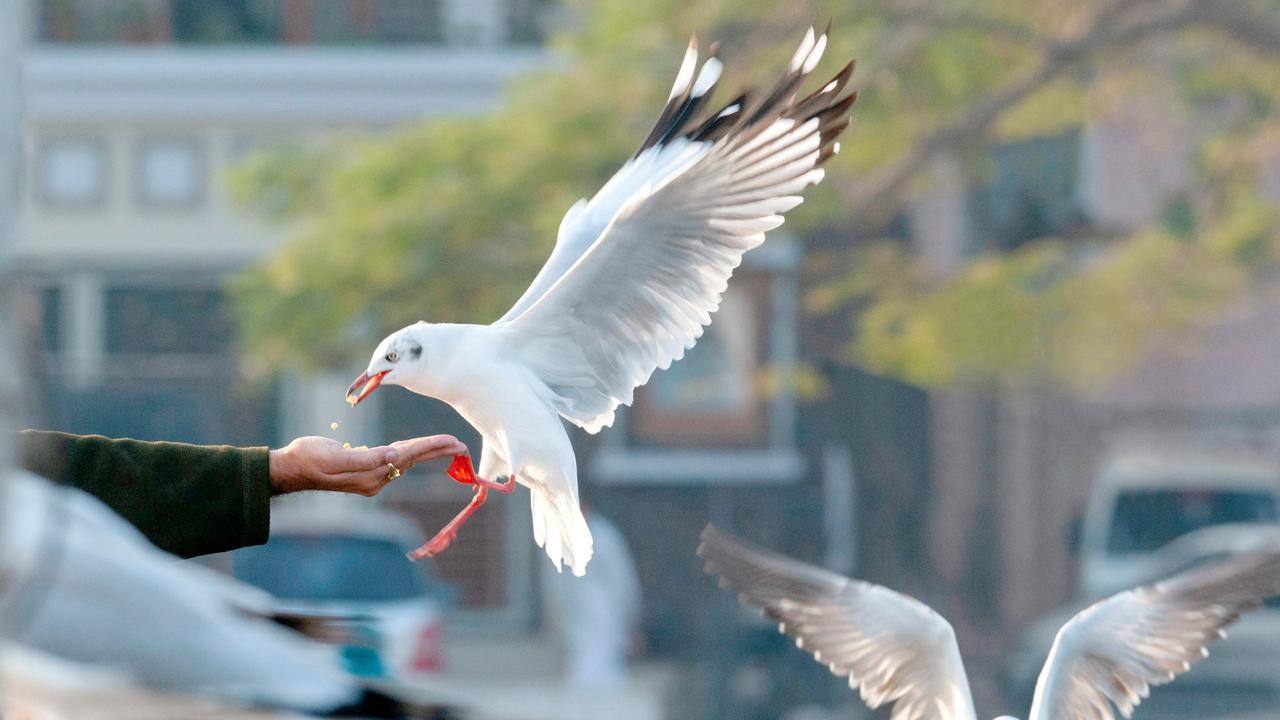 ‘Don’t feed seagulls’ campaign gains ground