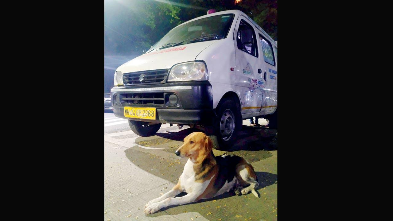 Be a pal to street animals 