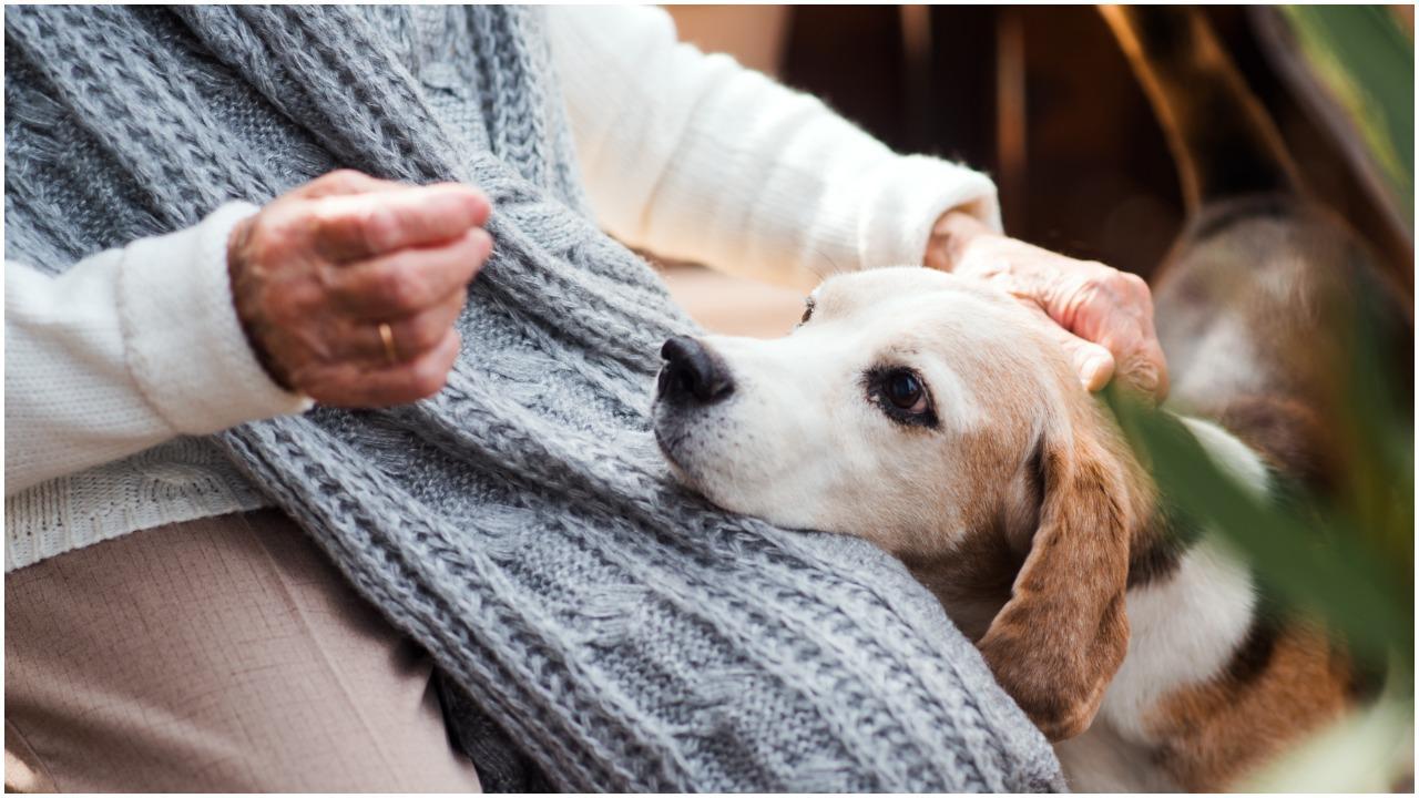 Keeping pets may delay memory loss, cognitive decline in old age: Study