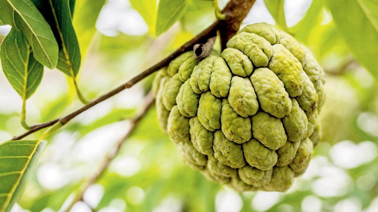 Mahanor said the sweetness in Lata didi’s voice is peerless, just like this fruit