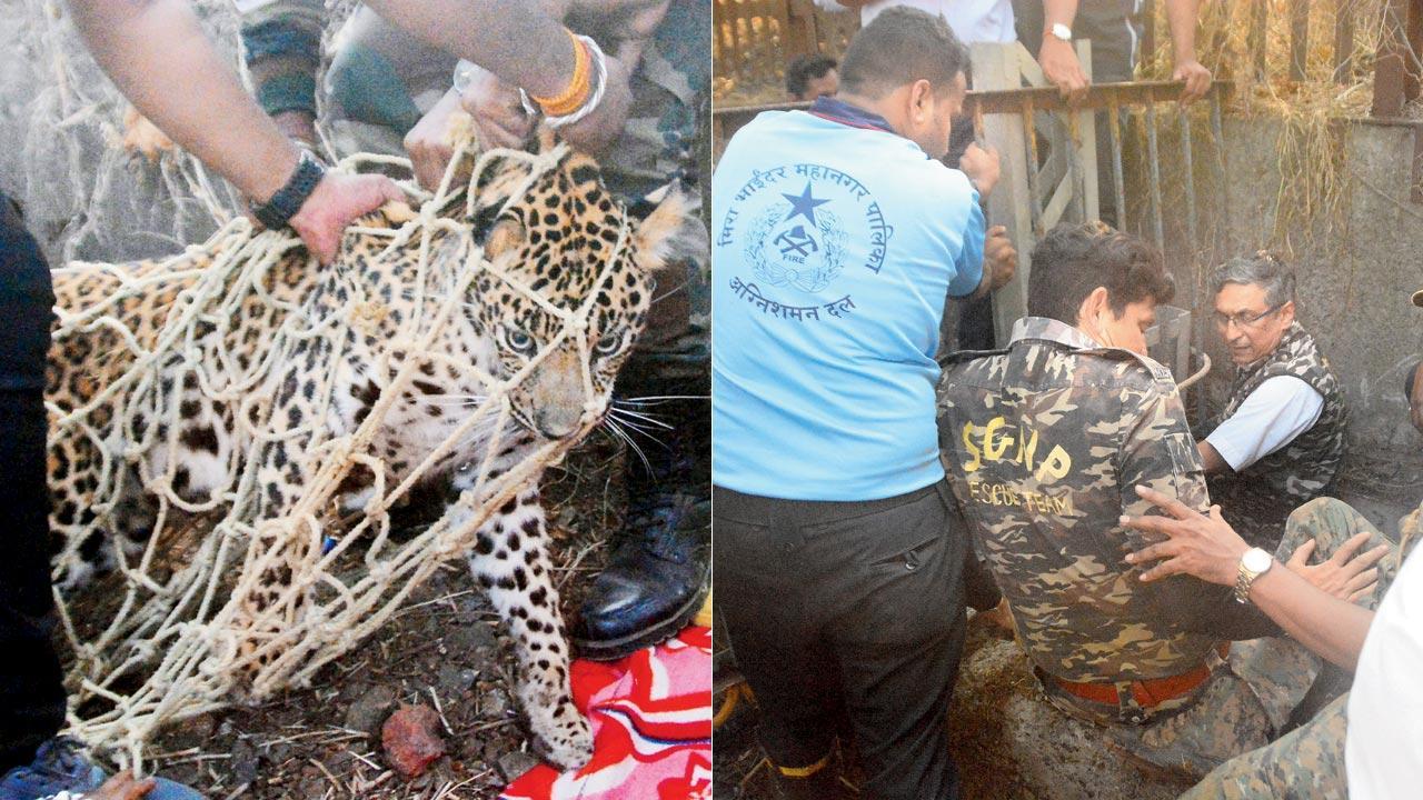Leopard rescued from drain at Bhayandar slum