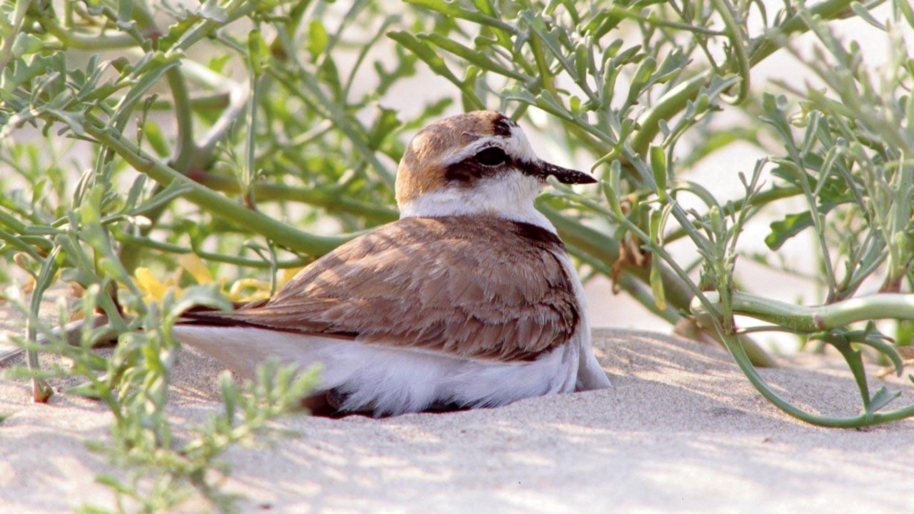 A birder’s paradise
