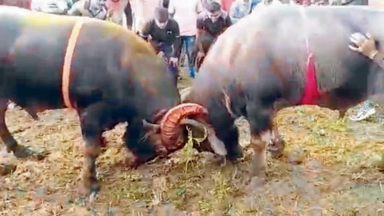 Breaking laws, youth celebrate bullfight champ's birthday with more than  500 people in Bhiwandi