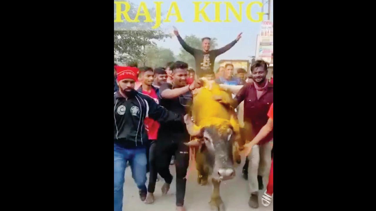 A group of youths celebrates the birthday of Raja, the buffalo, the winner in a buffalo fight. Pics/Hanif Patel