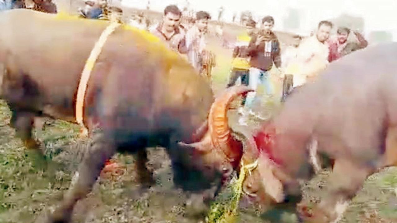3 booked for animal cruelty in Thane's Bhiwandi
