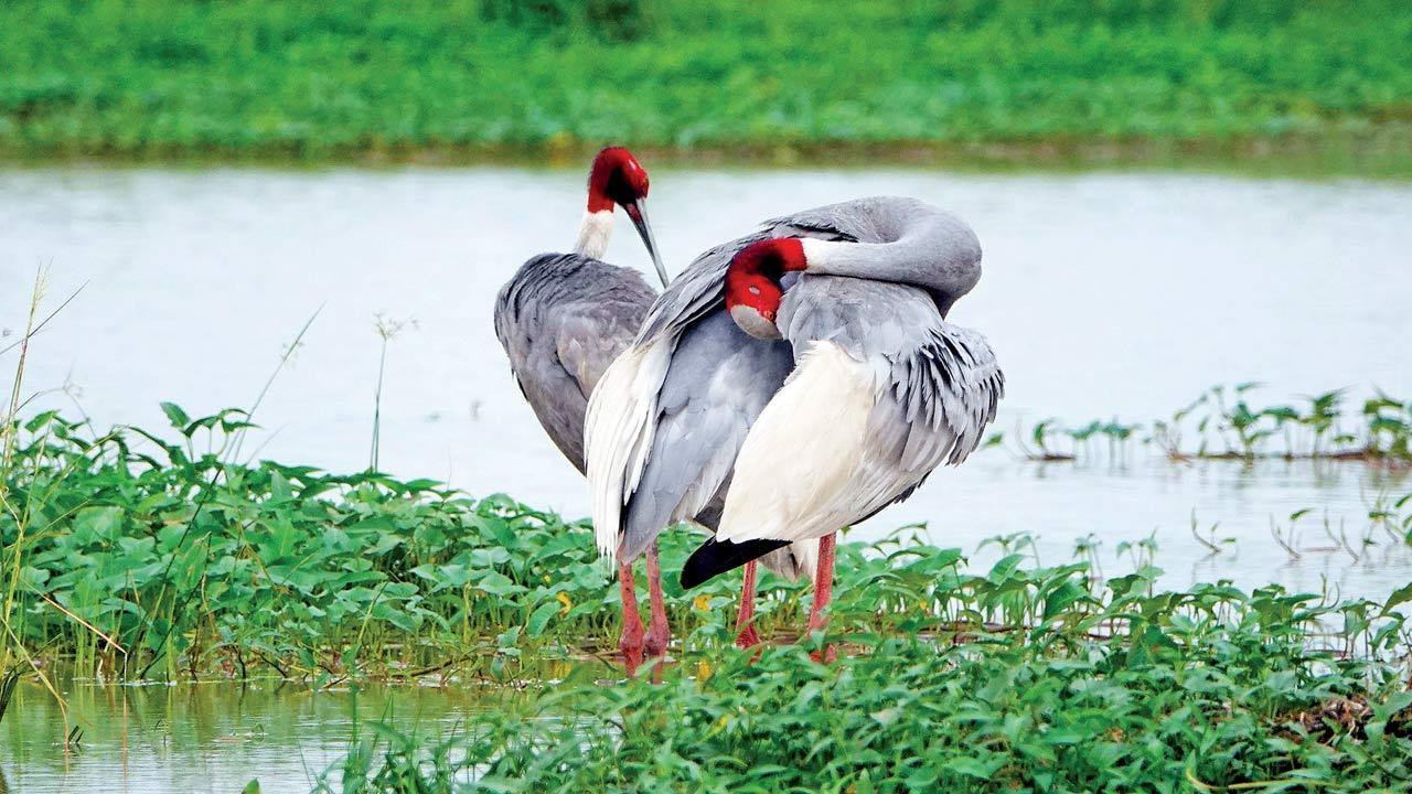 Come up with conservation plan for sarus cranes: HC