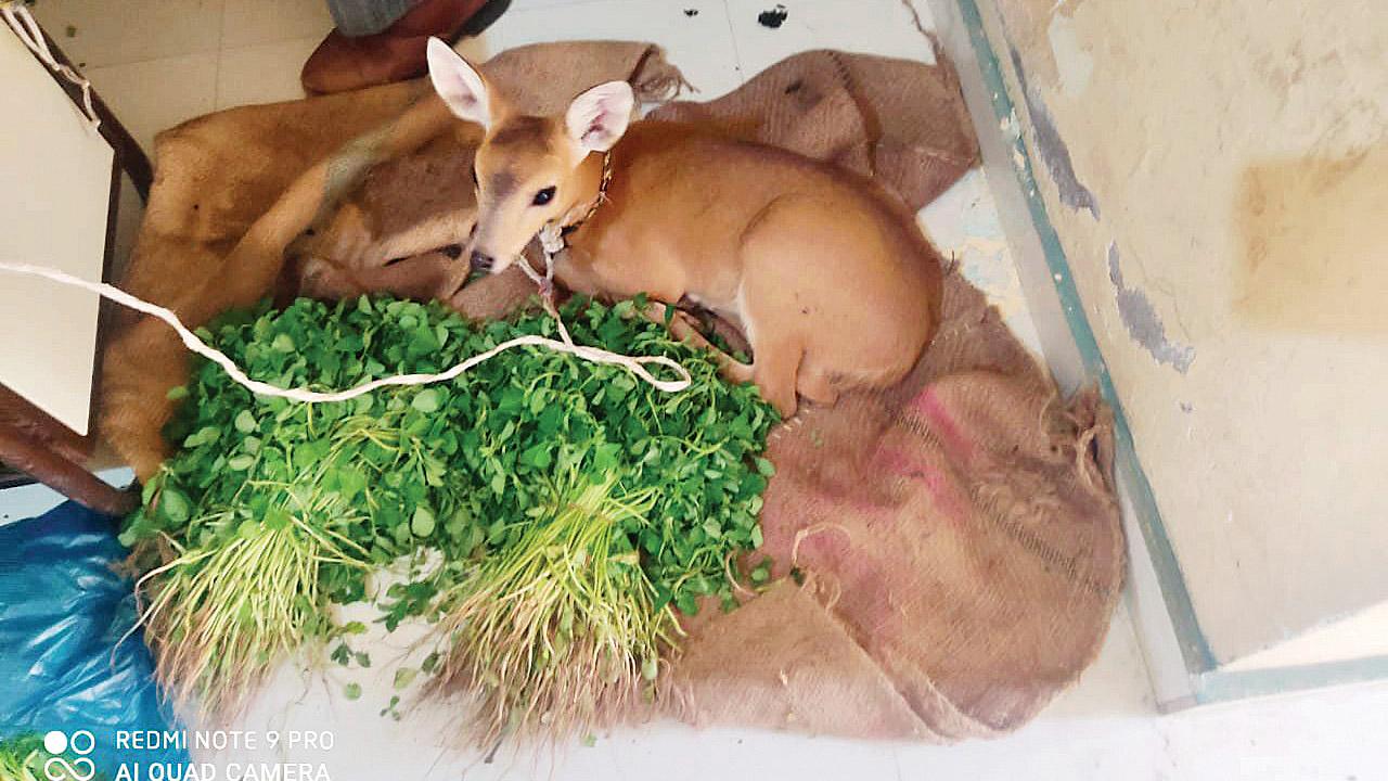 A barking deer