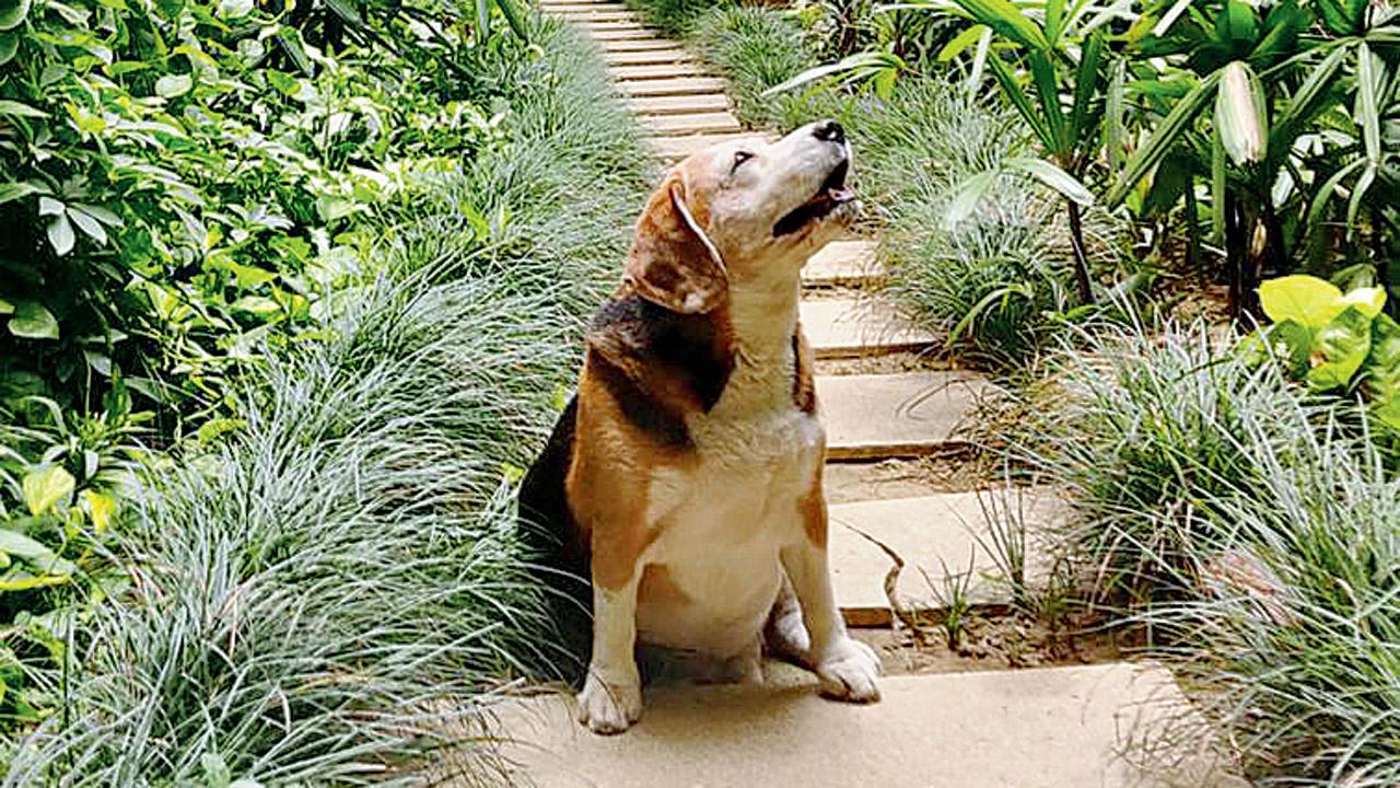 The book’s 45 original pieces are by a mix of established and new writers, all with a love for man’s best friend