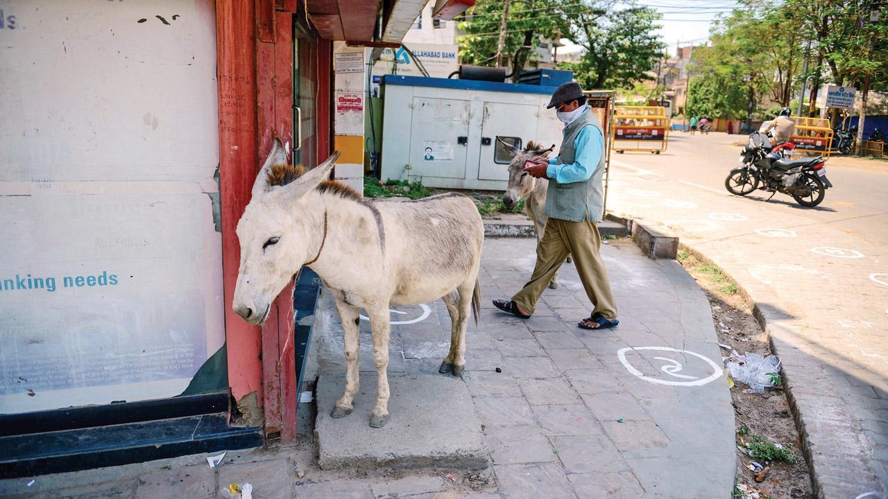 India's donkey population drops 61 per cent in 8 years