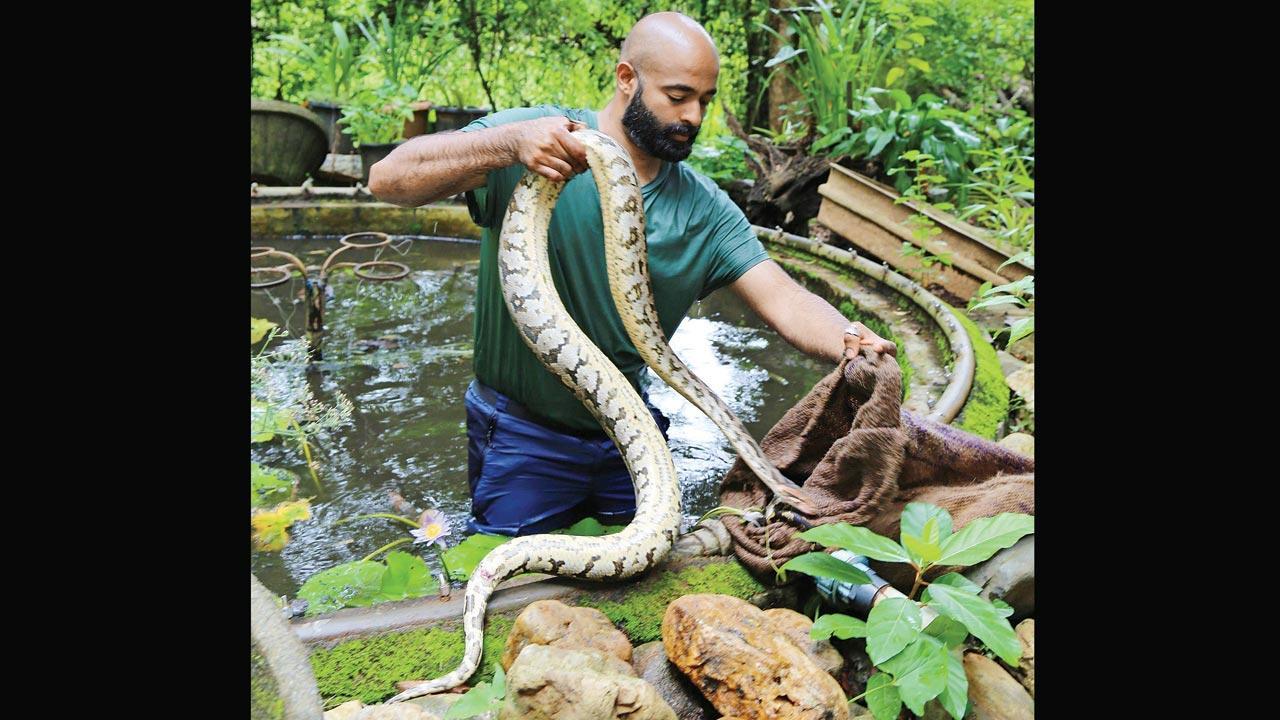 Hisstory: The day we rescued a python from drunks at a bar