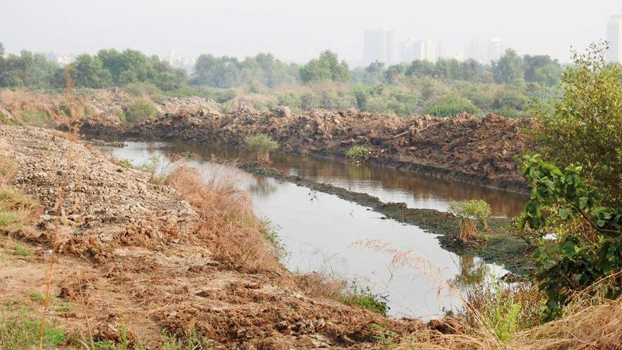 Mangroves at Kharghar chopped to make prawn culture ponds, case filed