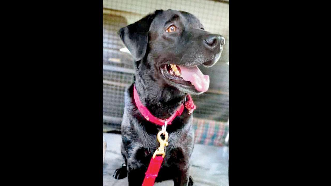 Narco dog’s death: Two 'negligent' handlers get transferred