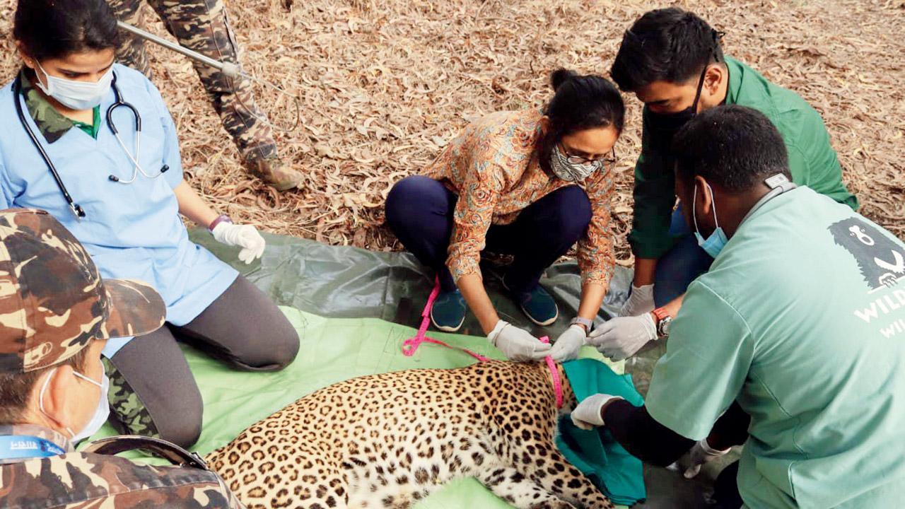 Female leopard Kranti radio-collared at Sanjay Gandhi National Park
