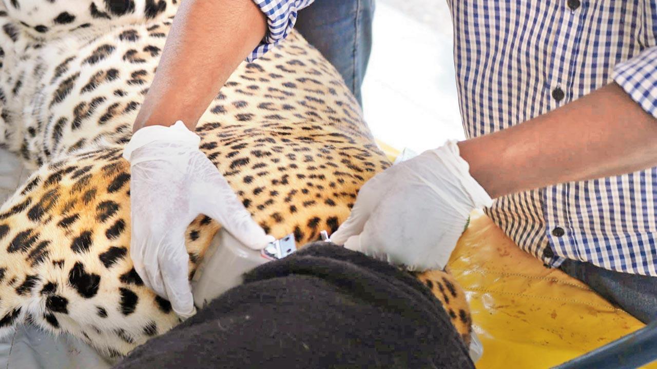 Leopard collared by Junnar division crossed Western Ghats to reach Thane