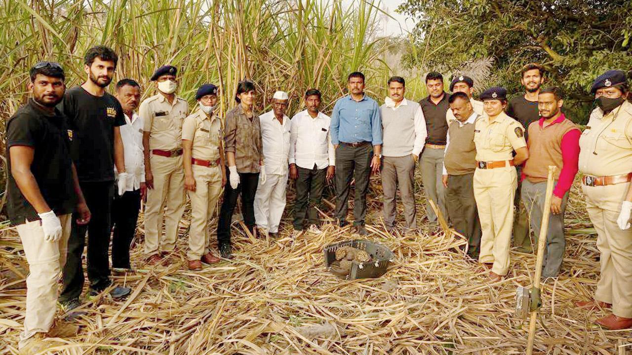 Pune: 3 leopard cubs found in sugarcane field reunited with their mother