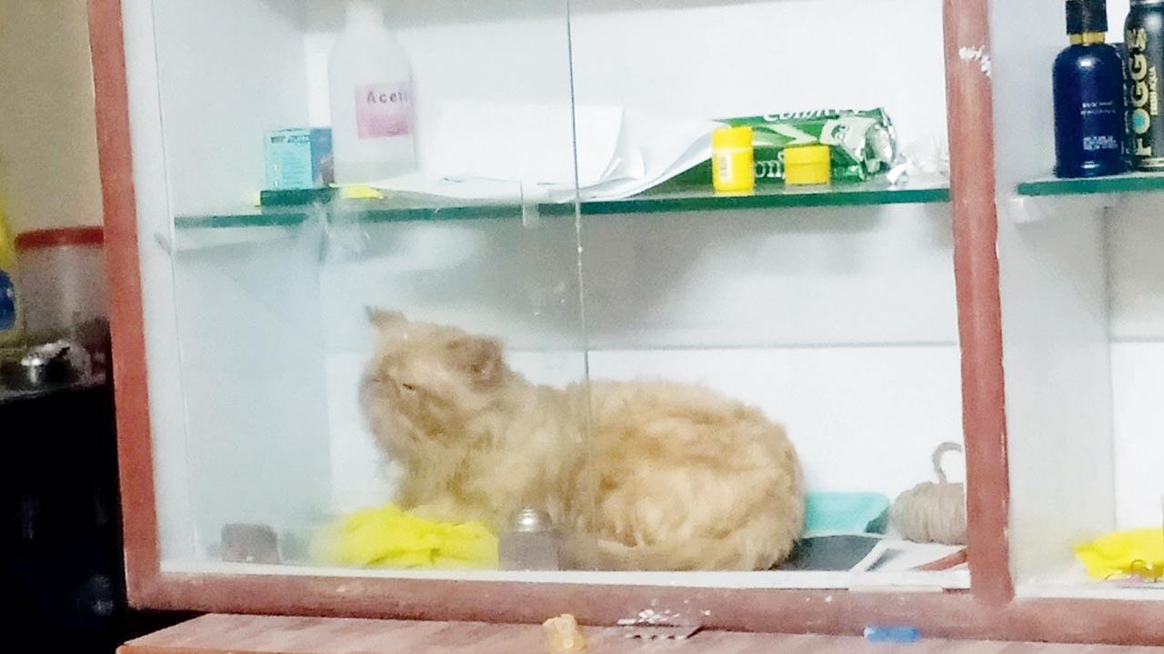 Vasai resident claims two drunk vets killed his cat