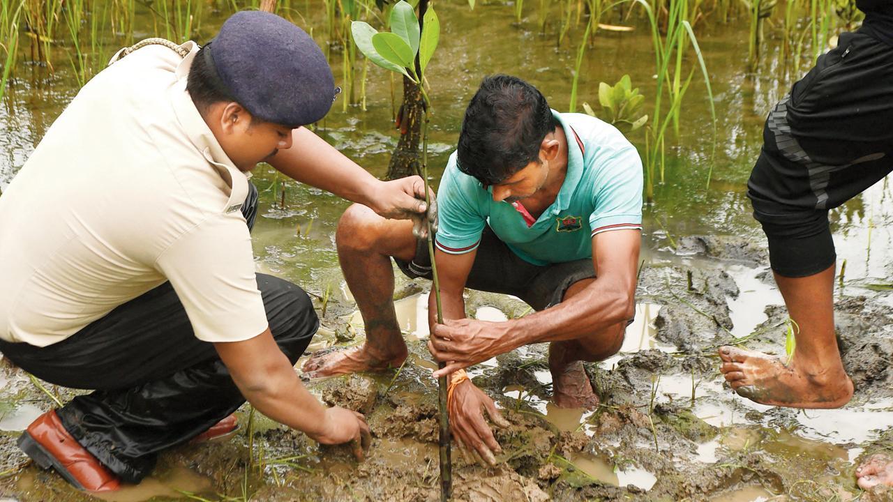 Maharashtra’s mangrove cover increases by 4 sq km