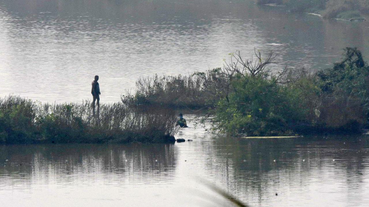 ‘Sticks, increased water level are scaring off migratory birds coming to Navi Mumbai wetlands'