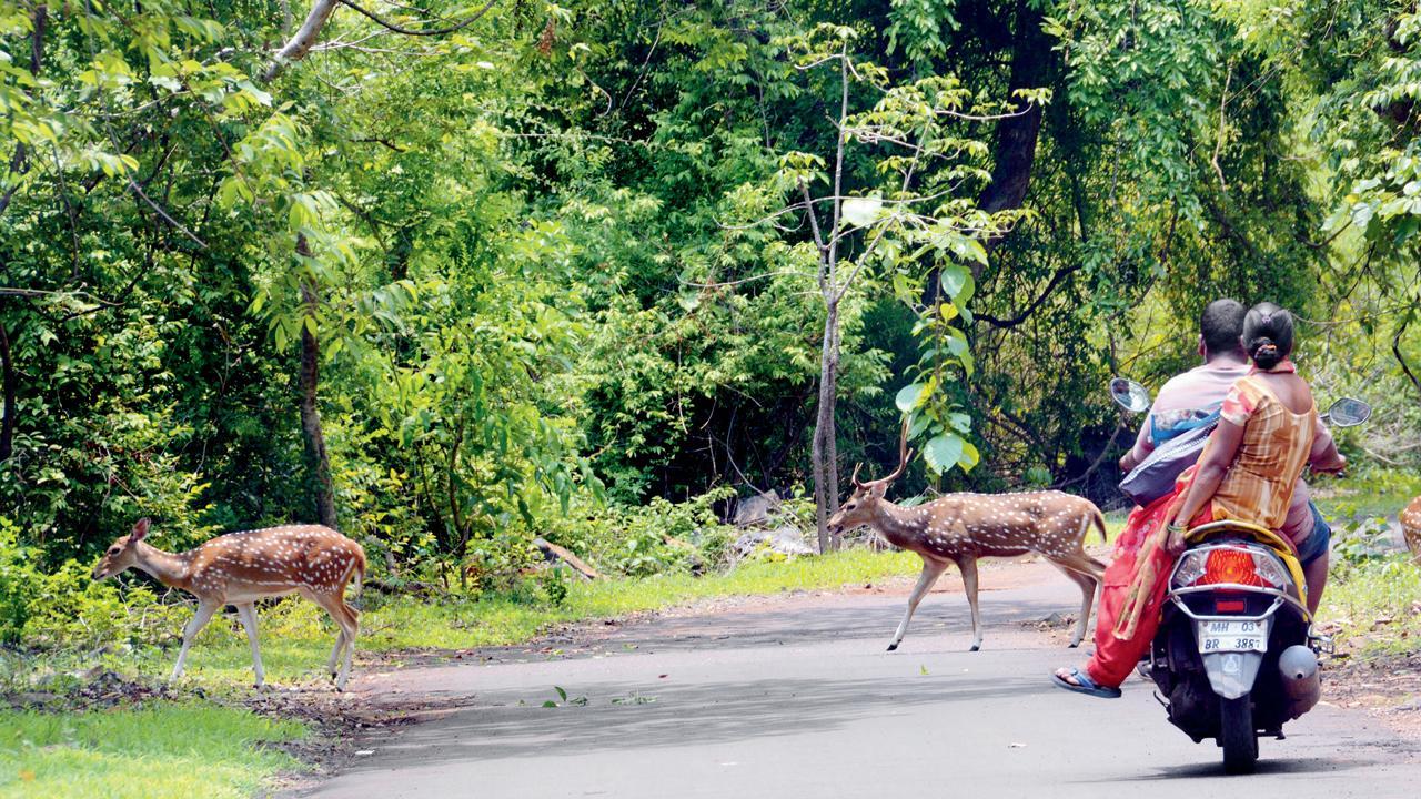 India’s forest, tree cover risen by 2,261 sq kms in last 2 yrs; equivalent to 22 SGNPs