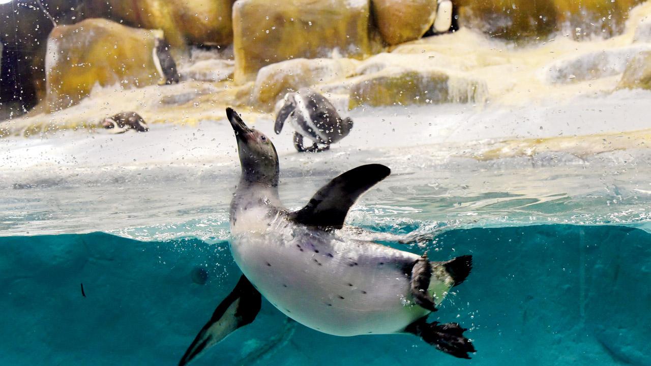 Oscar, swims in the penguin enclosure. Pics/Suresh Karkera