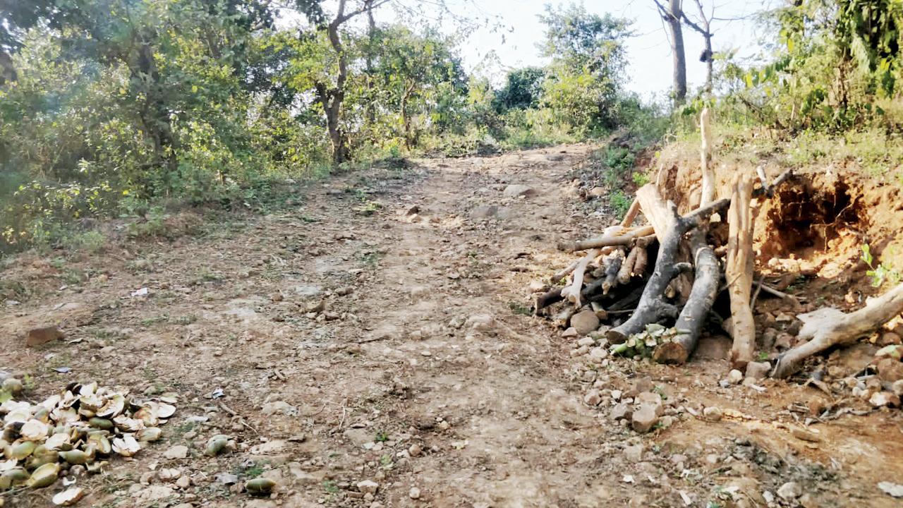 Sanjay Gandhi National Park trees burnt, land grabbed, says activist