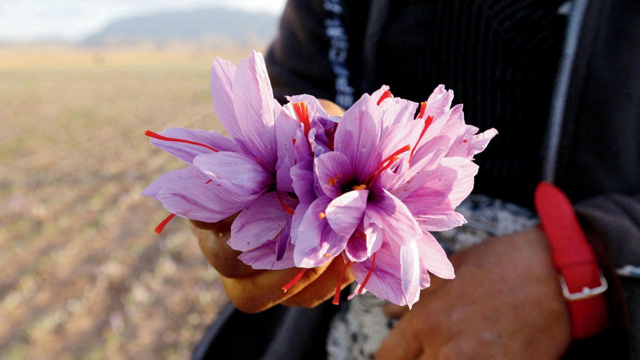 Saffron blooms in Jammu and Kashmir’s Rajouri as trial bears fruit