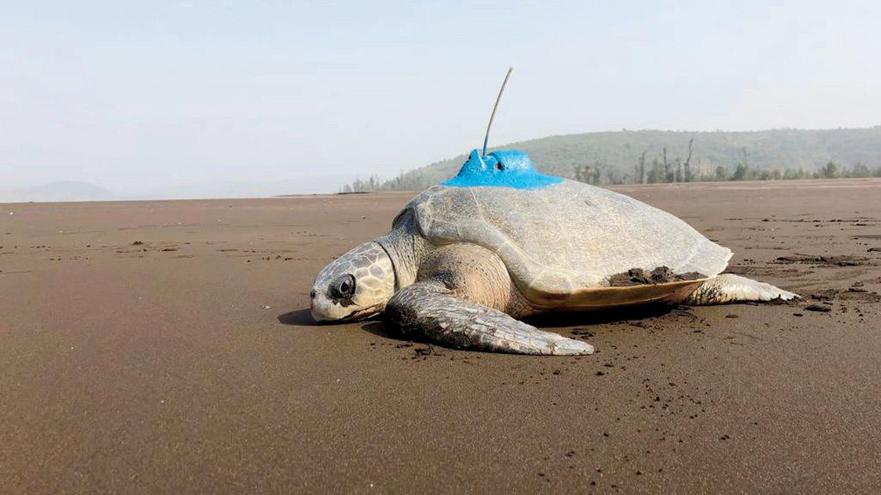 Female Olive Ridley turtle first to be satellite-tagged in Maharashtra's Velas