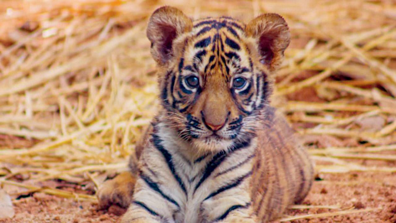 Veera, the tiger cub. Pic/Byculla Zoo