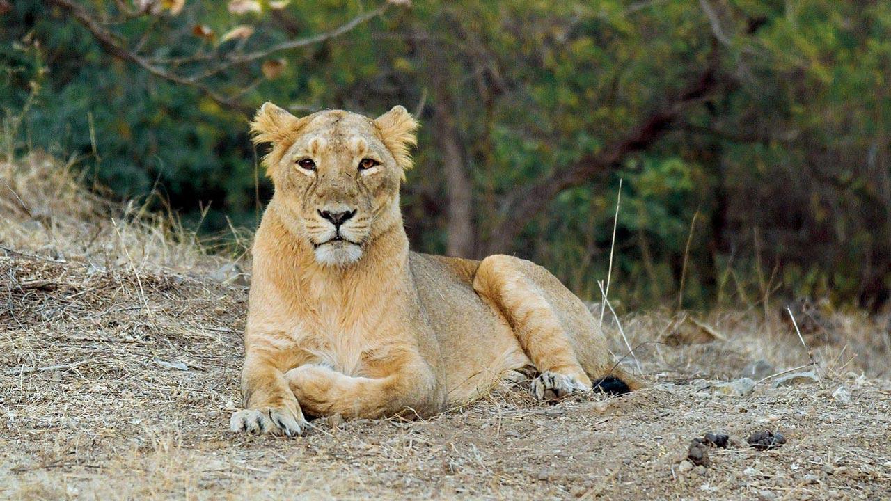 Gir National Park is home to around 674 Asiatic lions