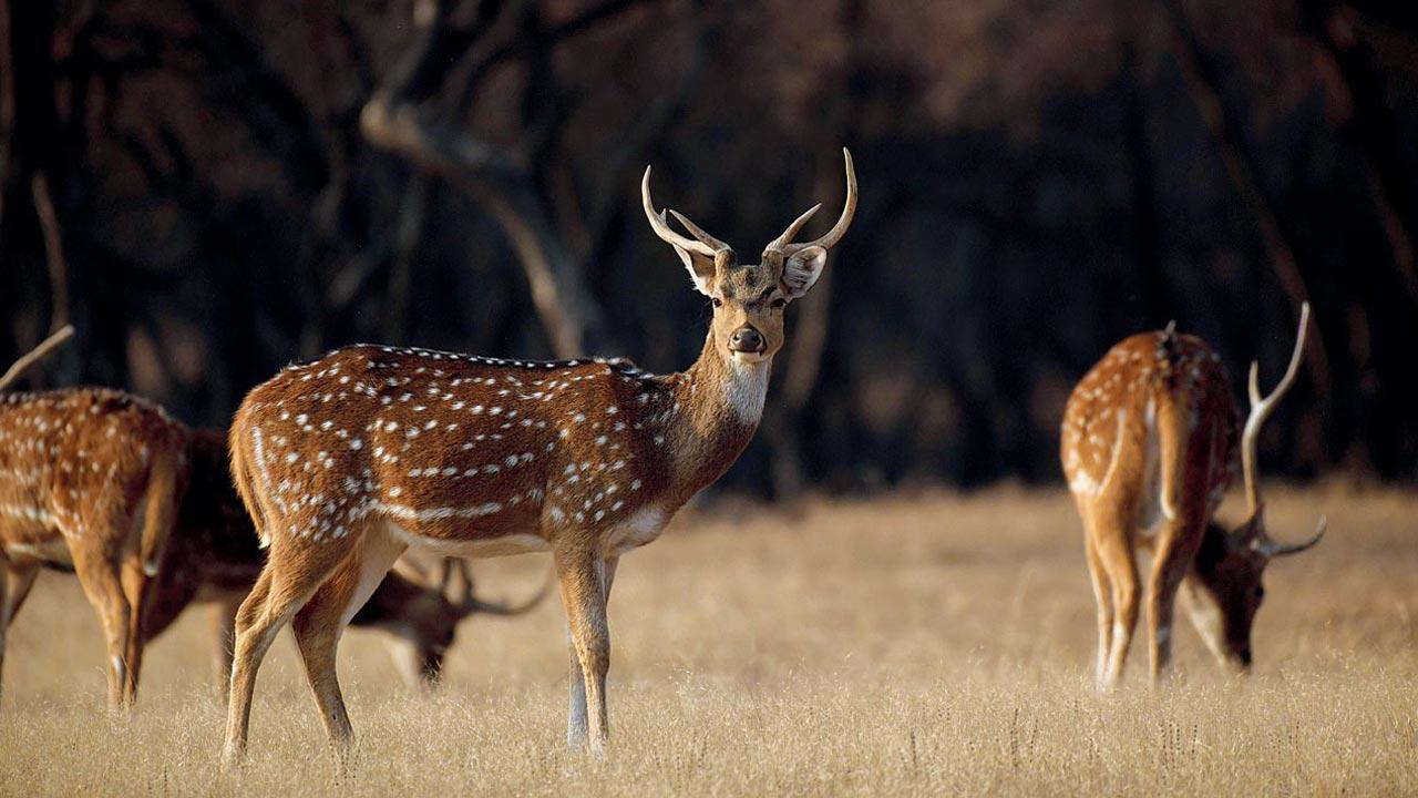 Since the forest here is not dense, it is easy to sight animals at Ranthambore