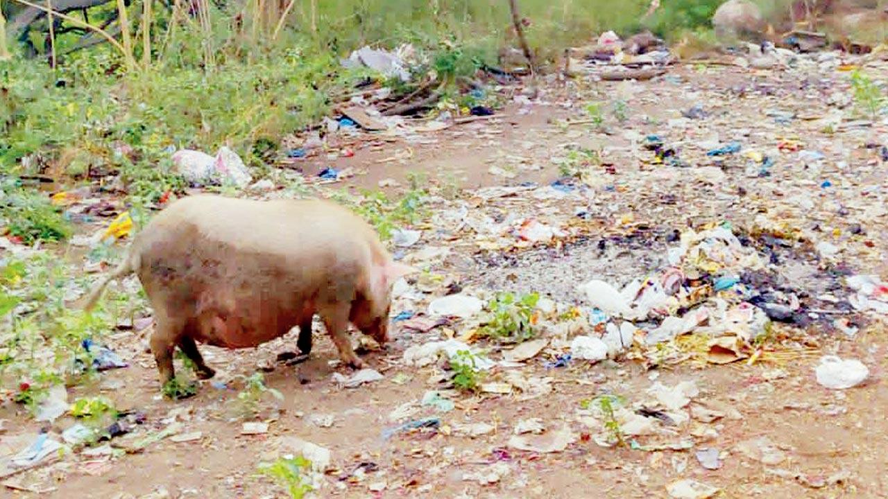 Aarey Milk Colony generates 17.5 metric tonnes of garbage, as per BMC’s solid waste management dept