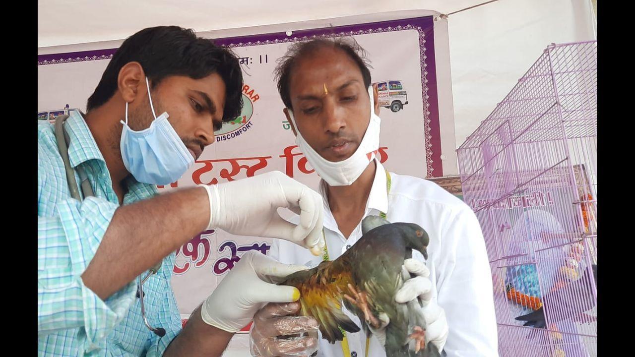 Animal activists rescue 726 birds hurt by kite strings in Mumbai