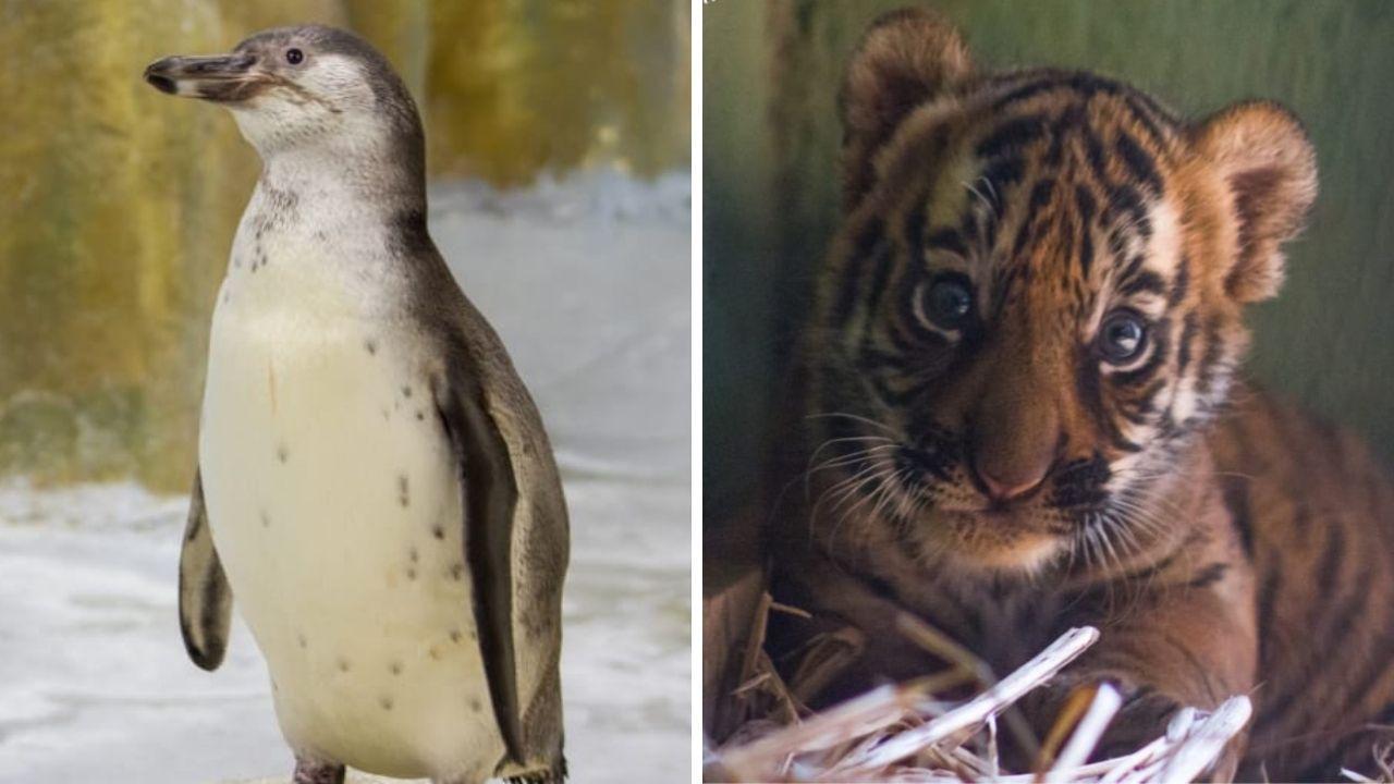 Penguin chick, tiger cub christened at Byculla zoo; names inside